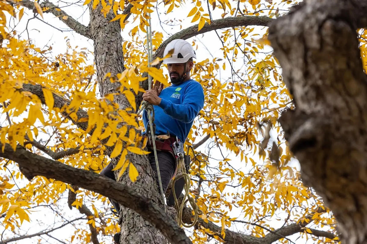 Skilled Storm Damage Cleanup crew working in Leland